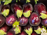 Aubergine