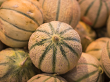 Melon Charantais