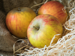 Pomme Rubinette