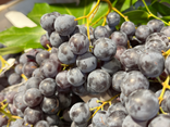 Raisin muscat