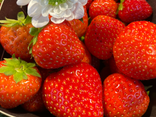 Fraises Charlotte