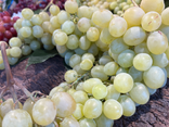 Raisin italia