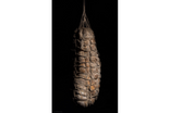 Coppa