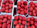 Fraises Cléry