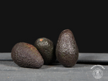 Avocat  (Lot de 3 PETIT CALIBRE)