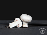 Champignons de Paris