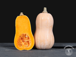 Butternut (Prix pour 1 pièce)