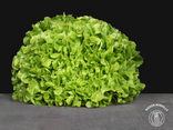 Feuille de chêne verte