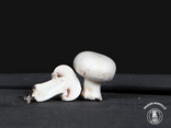 Champignons de Paris