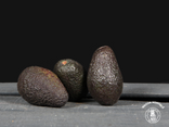 Avocat (Lot de 3 PETIT CALIBRE)