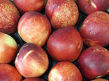 Nectarines Blanches