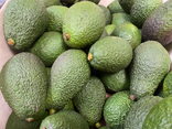 Avocat Portugal
