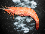 Gambas sauvage XXL