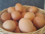 Oeuf