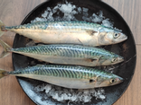 Poissonnerie Gourmande