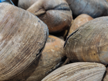 Clams