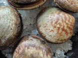 Amandes de mer