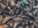Moules de bouchot