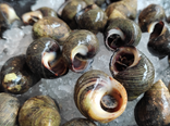 Bigorneaux cuits