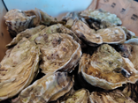 12 Huîtres Bio de Normandie N°2 - Avec Ouverture