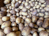 Pommes de Terre Nouvelle Grenaille