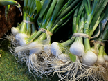 Oignons Blanc "Nouveau"