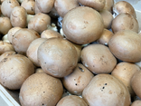 Champignon Blond