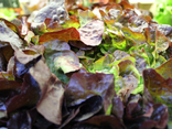 Feuille de Chêne Rouge - LOCAL