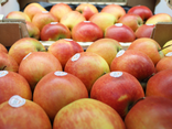 Pomme Rubinette