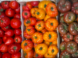 Tomates Ancienne - Pleine Terre - HERVÉ