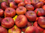 Nectarine Blanche plates