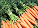 Carottes Botte "Nouvelle"