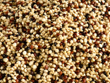 Quinoa tricolore - Artisans du monde
