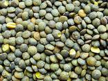 Lentille verte
