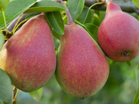 Poire William rouge bio