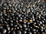 Lentilles Beluga