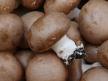 Champignons de Paris Bio