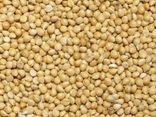 Millet jaune décortiqué