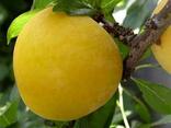 PRUNE JAUNE