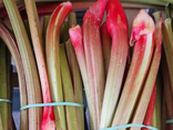 Rhubarbe bio