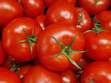 Tomates rondes pleine terre