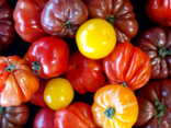 Tomates Anciennes variétés