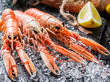 Langoustines crues