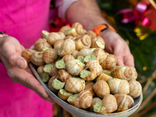12 Escargots de Bourgogne - Belle grosseur