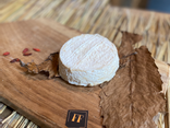 Mothais sur feuille