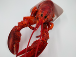 homard canadien cuit