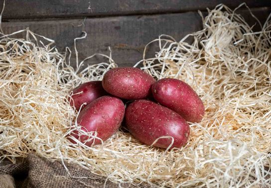 Pomme de terre Rouge Chérie