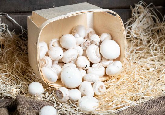 Champignon de Paris blancs