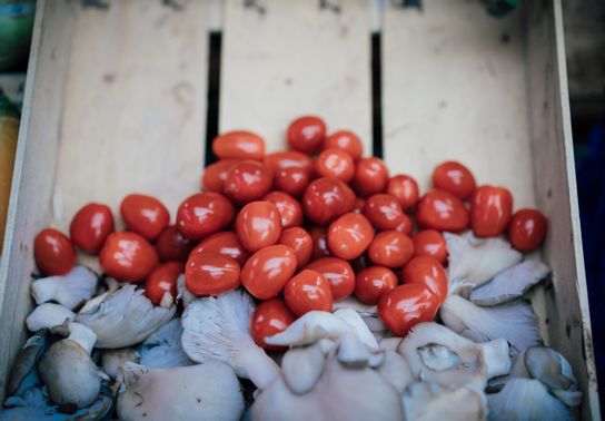 Tomate pigeon
