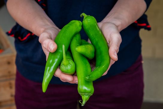 Piment doux des Landes